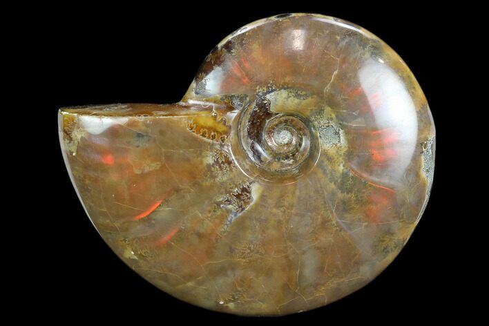 Flashy Red Iridescent Ammonite - Wide #127936
